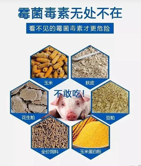 真菌毒素無處不在